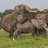 In light of recent events, we are highlighting the behavior of males, their importance in elephant society and the unique challenges they face. (Post 4/6) Successful mating in male elephants requires a combination of size, strength, and experience. Male elephants are at their reproductive prime between the ages of 40 and 50 years old, but even in their sixties males remain reproductively active. Indeed a male’s longevity determines how many calves he will father in his lifetime - the longer a male lives, the more reproductively successful he is likely to be. The physical act of copulation requires skill and experience. A male must first be proficient at mounting, a behavior that males begin practicing from infancy. For a male elephant to stand on his hind legs takes both strength and balance, particularly when the mounted individual tries to dislodge him by stepping forward or kicking backward. Young males often practice on one another, which helps develops proficiency. Once a male has mounted a receptive female he must then control his highly mobile penis in order to achieve intromission. As if this weren’t challenge enough, a female’s reproductive tract is also long and curved and a membrane, which covers the cervix, must be moved aside. The larger the male, the larger his penis, offering an advantage in this respect. Once in the correct position, standing on his hind legs and holding his mate still with his trunk, experienced older males do a squat and push up from that position, presumably offering their full liter of semen the best possible opportunity. Females typically prefer to mate with these older, experienced males and may refuse to hold still for younger individuals. Image 1: Clearly illustrates an unsuccessful mating by a younger male. Image 2: An illustration of Elephant Copulation that Joyce drew for her 1982 PhD on Musth and male male competition. Image 3: A successful mating by Amboseli bull, Pascal in musth. Image 4: Erin in estrus showing her preference for large musth male, Ed. Elephant ID: @amboseli_trust Help us get to 20,000 signatures! (link in bio) #notyourtrophy #handsoffourelephants #killingisnotconservation