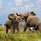 In light of the ongoing trophy hunting of the Amboseli elephants in Tanzania, we want to highlight the behavior of males, their importance in elephant society and the unique challenges they face. (Post 5/6). Rank among non-musth males is determined by size and strength, with larger, older males generally dominant to younger males. Musth, however, is an elephant’s wild card because, typically, males in musth out-rank all non-musth males. Since the musth periods of males are asynchronous - each male being on his own particular sexual cycle - musth inserts an element of uncertainty and surprise into male-male relationships. Young males in musth sometimes go out of their way to threaten older and larger non-musth males who are normally their senior. Another factor that comes into play is body condition. Musth drains energy and reduces weight. Fights between males occur when males are unsure of their rank relative to one another. Serious fights can be life threatening and males do not enter them without assessing their odds very carefully. Males, therefore, put significant energy into both signalling their elevated musth status and body condition to other males and likewise monitoring the shifting status of others. They advertise their state by leaving a trail of urine, secreting from their temporal glands and vocalizing with musth-rumbles. They monitor other males by testing and tracking their urine trails and listening for their rumbles. Using these signals males can either avoid or seek out their rivals. Musth males have higher status and mating success, prompting the question why younger males don't enter musth. Musth serves as honest advertising; musth males are more aggressive towards each other, and being in musth requires readiness for challenges. Younger males prioritize putting energy into growth rather than into musth, while older males, no longer growing rapidly, can allocate more energy to sustained musth periods. 📷: @selengei #notyourtrophy #handsoffourelephants #killingisnotconservation #endtrophyhunting